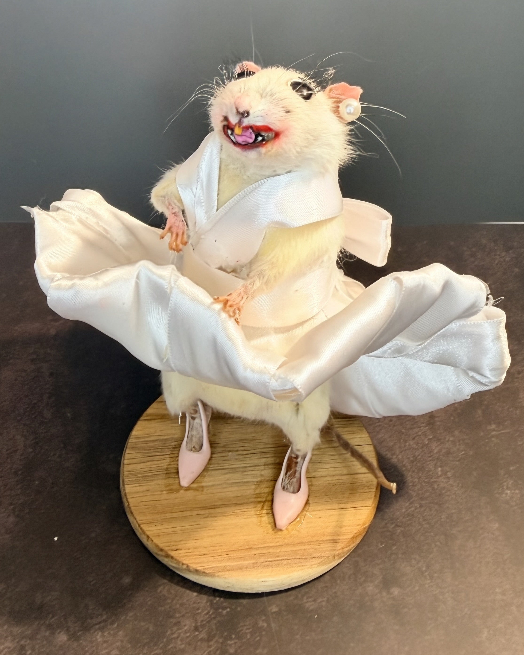 Seven Year Itch Rat