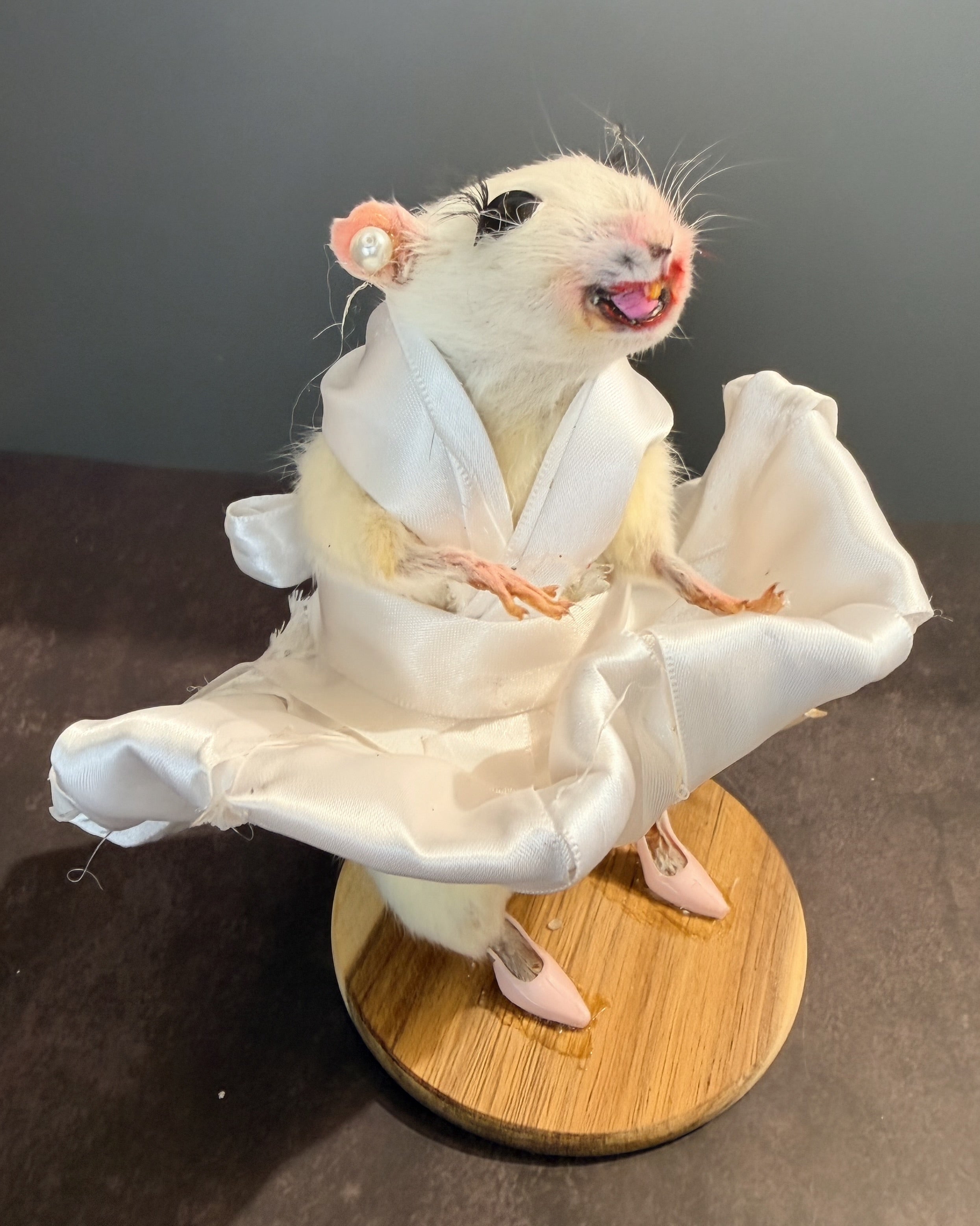 Seven Year Itch Rat