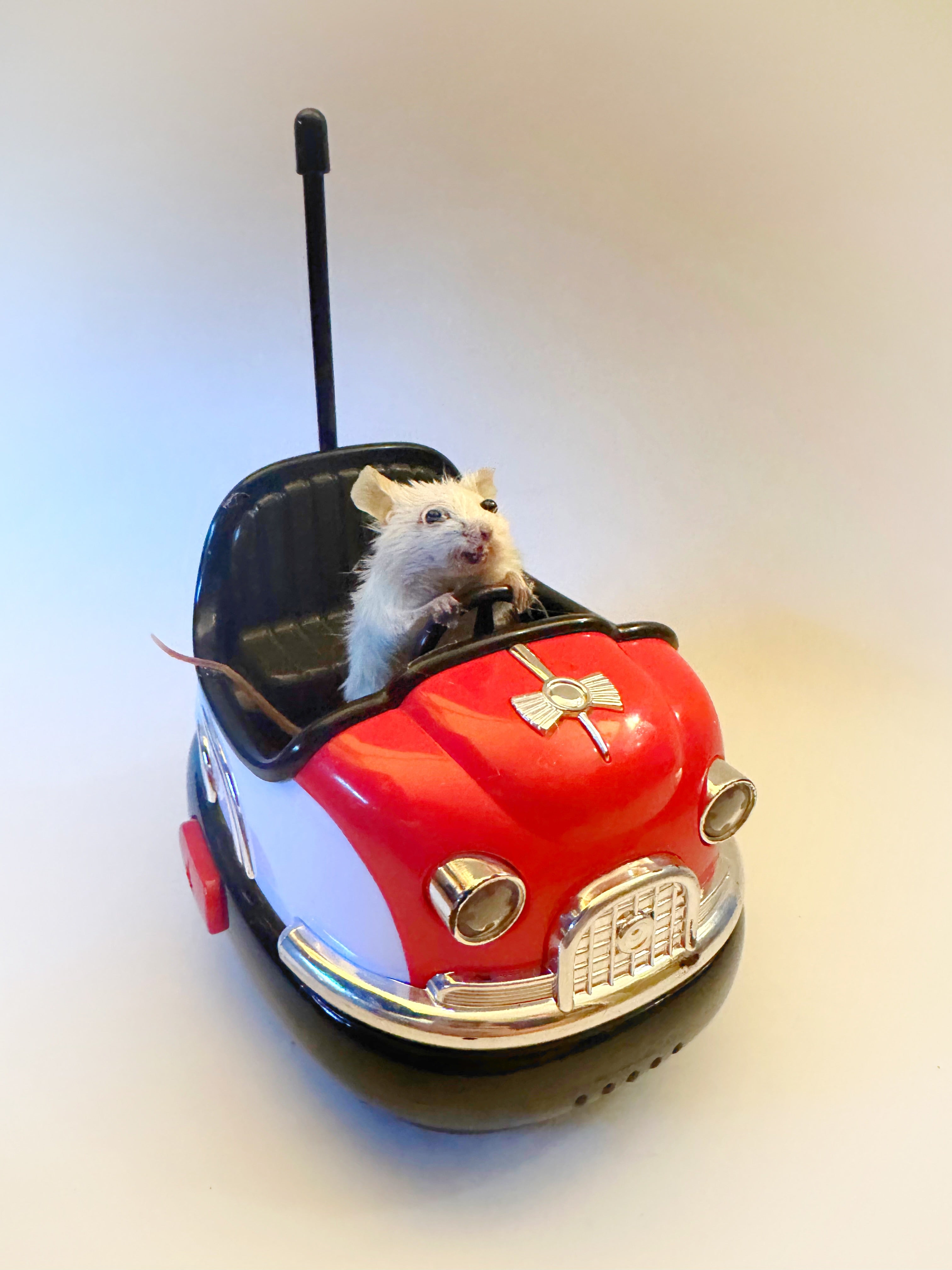 Perfection & Oddities