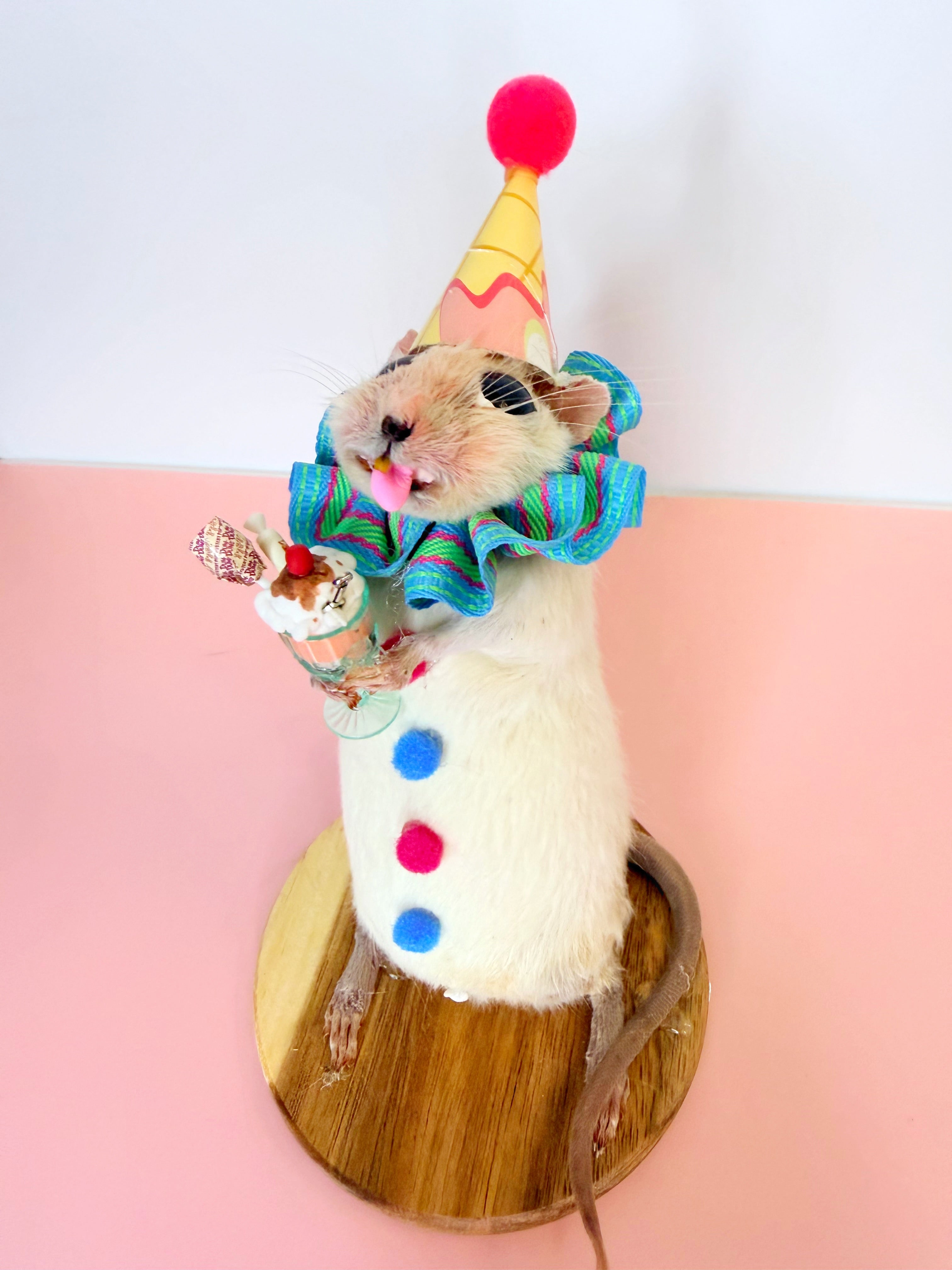 Celebration Rattie!
