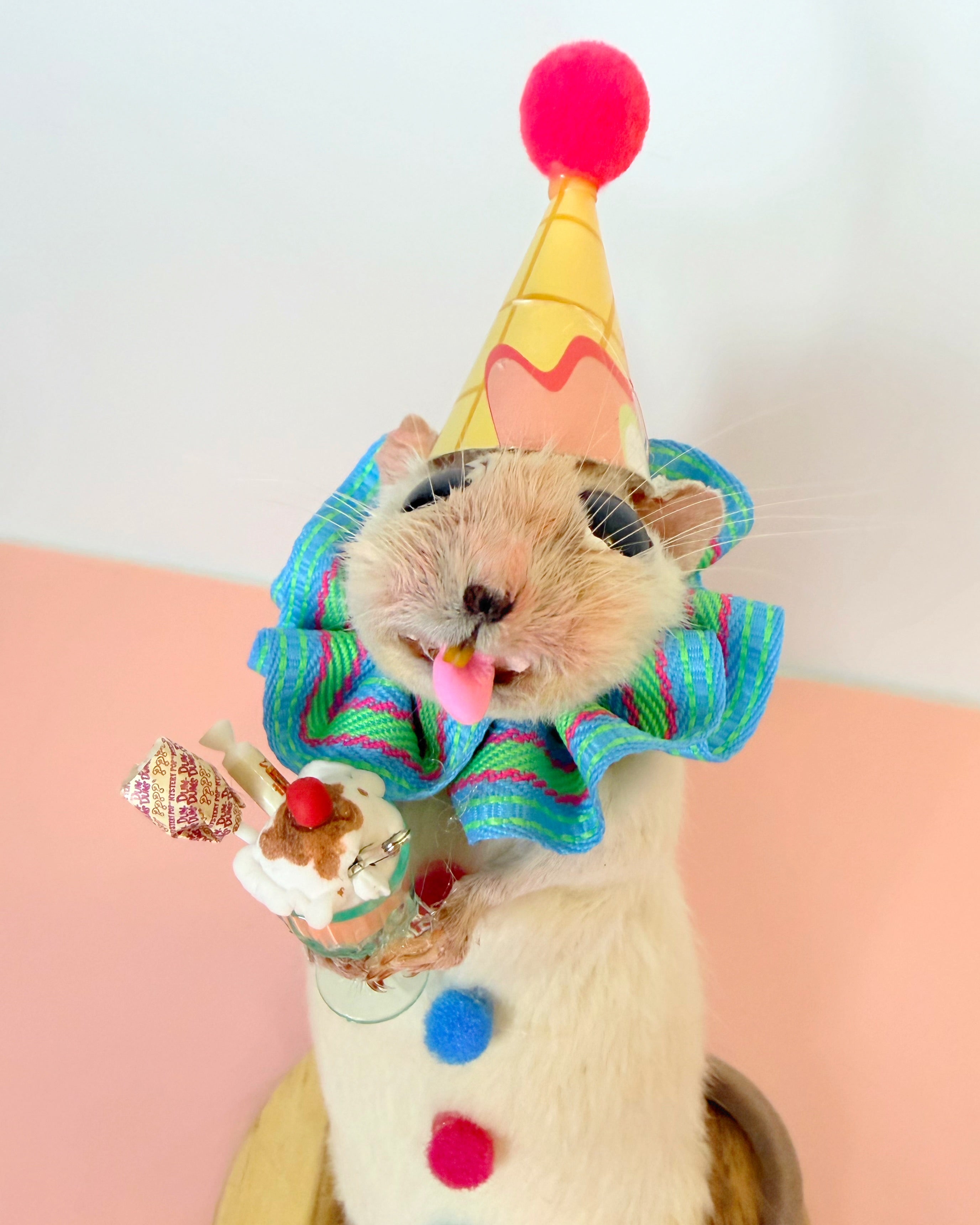 Celebration Rattie!