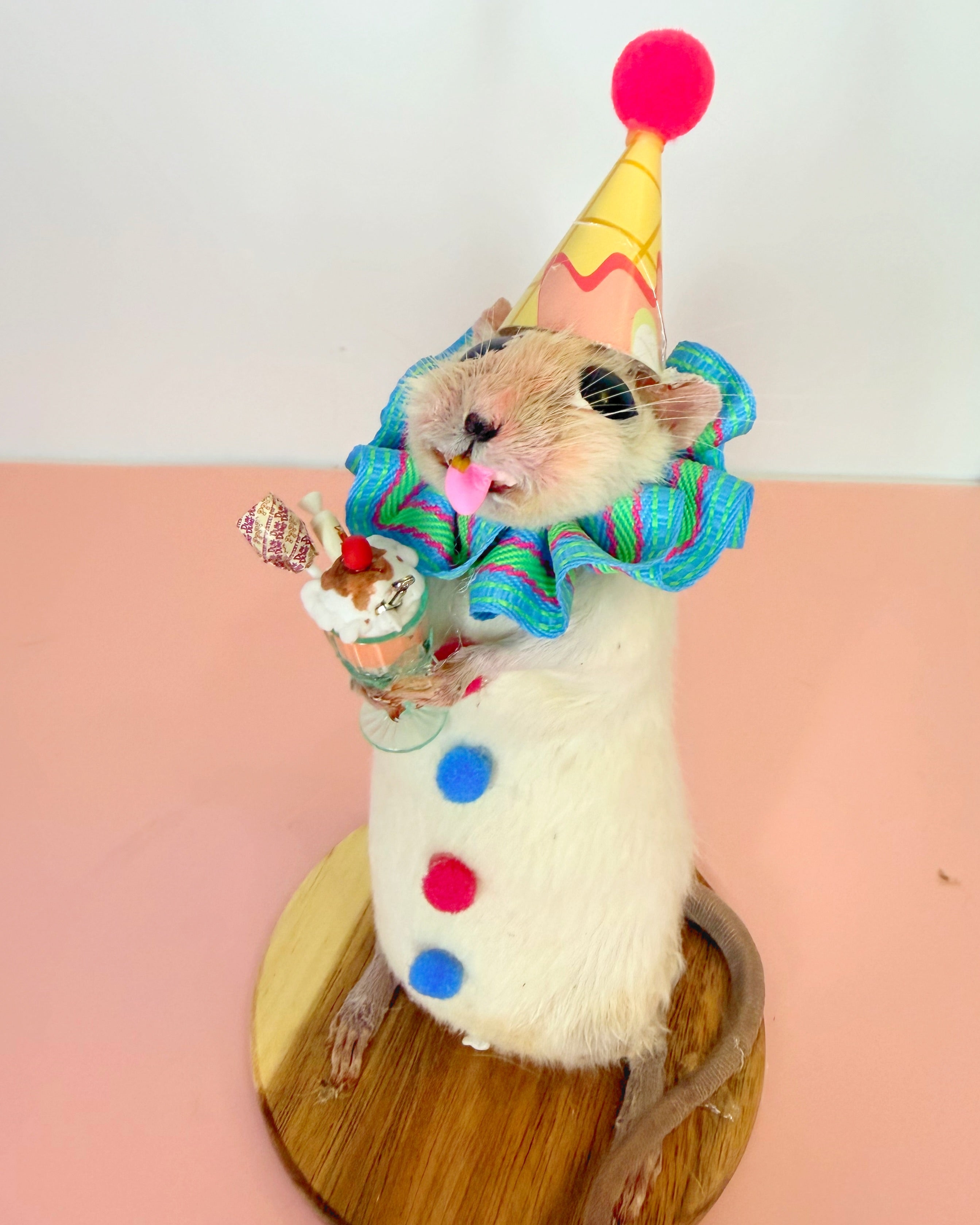Celebration Rattie!